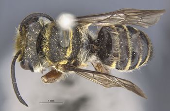 Media type: image;   Entomology 25438 Aspect: habitus dorsal view